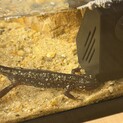 オキナワシリケンイモリ　譲渡