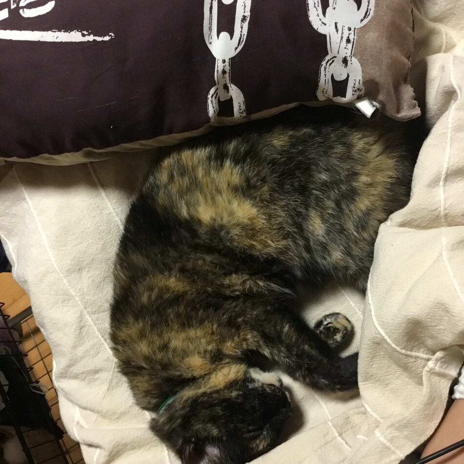 ニケのカバー写真