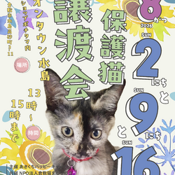保護猫譲渡会（予約不要）
