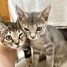 4兄弟の長男ポジ☆グレートラもえぎくん サムネイル3