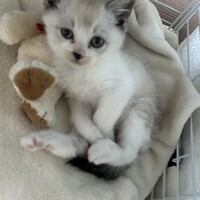 こふき