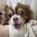 明るく甘えん坊のチワワ男子