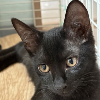 人気の黒猫ちゃん