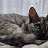 パステルサビ　まいちゃん サムネイル2