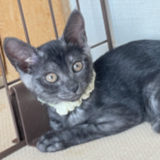 ブラスモ短しっぽ★しらね★白い首輪