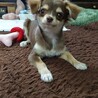 とても仲良しです。一緒にいさせてあげたいです。 サムネイル2
