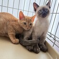 ♦︎かわいい子猫たち♦︎
