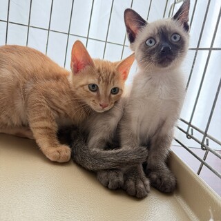 ♦︎かわいい子猫たち♦︎