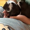 モルモットメス二頭 サムネイル3