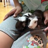 モルモットメス二頭 サムネイル4
