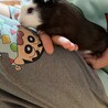 モルモットメス二頭 サムネイル5