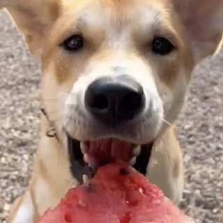 生後8ヶ月、保護犬らしい、人見知り、明るい女の子