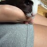 モルモットメス二頭 サムネイル6