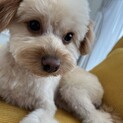 ポメプー⭐︎オス1歳　人懐っこいです！