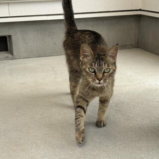 猫の飼い主募集