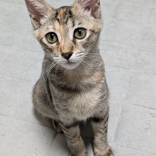 おっとりしていて寂しがりや❤️ここ