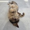猫の飼い主募集 サムネイル2