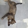 猫の飼い主募集 サムネイル3
