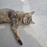猫の飼い主募集 サムネイル4