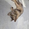 猫の飼い主募集 サムネイル5