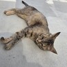 猫の飼い主募集 サムネイル6