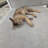 猫の飼い主募集 サムネイル7