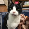 けたる