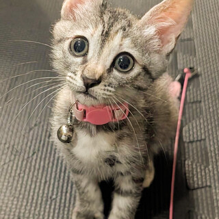 パステル色甘えたすぎて肩に乗ってくる❤️めい
