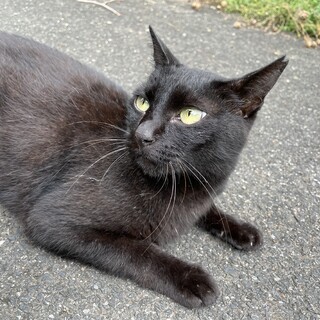 黒猫　みりんちゃん