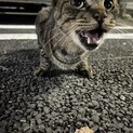 捨て猫の矢印くん。