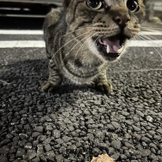 捨て猫の矢印くん。