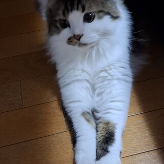 里親募集中 猫 オス 9ヵ月 去勢済