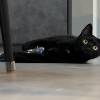びびりな黒猫