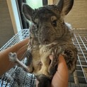 チンチラ　2歳　女の子