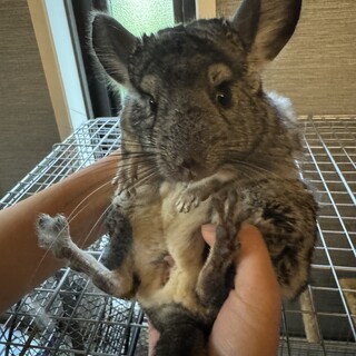 チンチラ　2歳　女の子