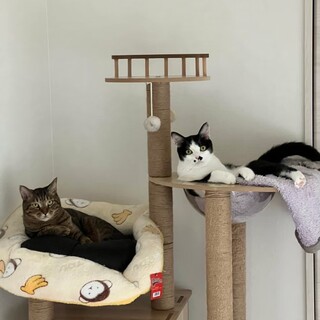 6歳 2匹一緒に！