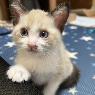 6月10日生まれの女の子です