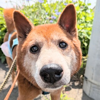 珍しい美濃柴！穏やかな性格のアローくん♪