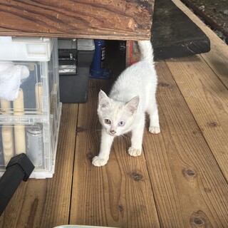 オッドアイ白猫ちゃん