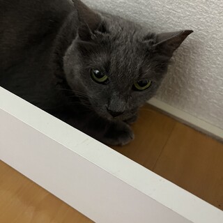 照ちゃん、ロシアンブルーミックスのかわいい子！