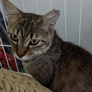 穏やかな麦わら猫一歳子育て頑張ってきました。