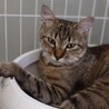 穏やかな麦わら猫一歳子育て頑張ってきました。 サムネイル2