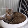 穏やかな麦わら猫一歳子育て頑張ってきました。 サムネイル3