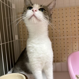 ♡美人ねこ♡推定５～6歳里親さん募集！