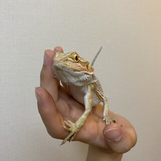 【一時停止】フトアゴの里親さん募集しています。