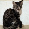 募集一時停止します サムネイル2