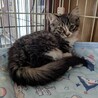 募集一時停止します サムネイル3