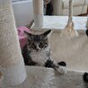 募集一時停止します サムネイル4