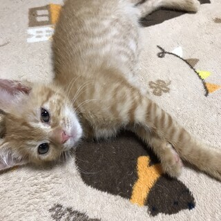 子猫里親募集