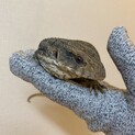 【一時停止】サバンナモニターの里親さん募集です。